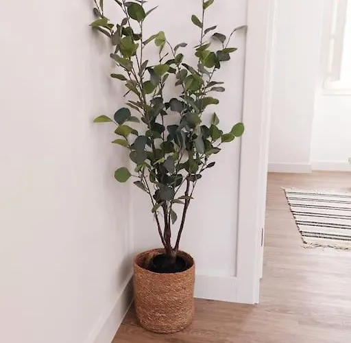 The Bird House Nazaré